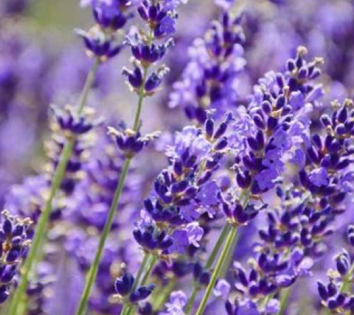 Jual Lavender Oil